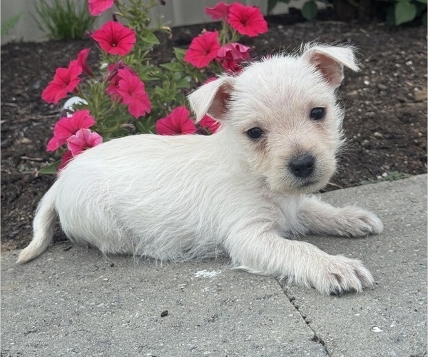 Medium Photo #2 West Highland White Terrier Puppy For Sale in CANOGA, NY, USA