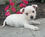 Small #1 West Highland White Terrier