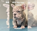 Small Photo #3 French Bulldog Puppy For Sale in CHOCTAW, OK, USA