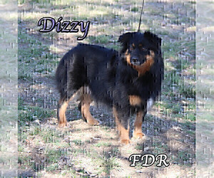Mother of the Miniature Australian Shepherd puppies born on 03/29/2026