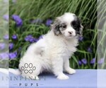 Small #2 Cavapoo