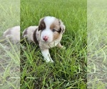 Puppy Puppy 5 Miniature Australian Shepherd