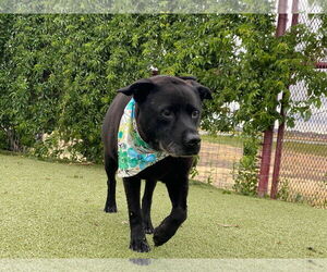 Delilah - Female Mutt Dog for Adoption - Photo #3