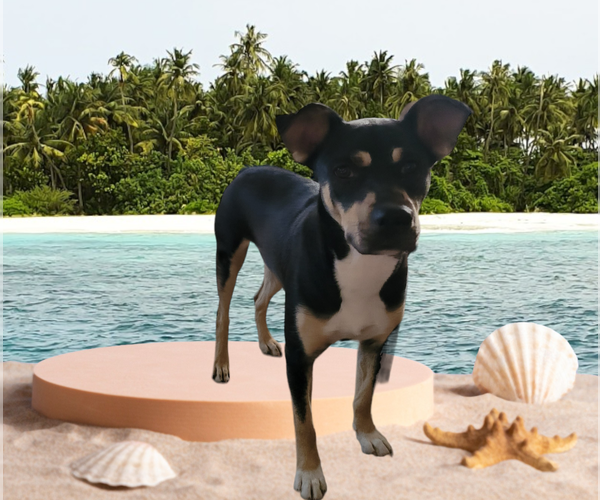 Medium Photo #1 Staffordshire Bull Terrier-Unknown Mix Puppy For Sale in Spring, TX, USA