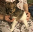 Small Photo #3 Papillon Puppy For Sale in CO SPGS, CO, USA
