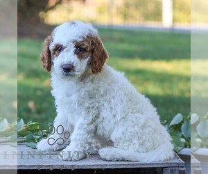 Goldendoodle (Miniature) Puppy for sale in LITITZ, PA, USA