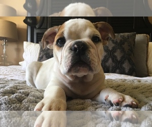 Bulldog Puppy for sale in GLENDALE, AZ, USA