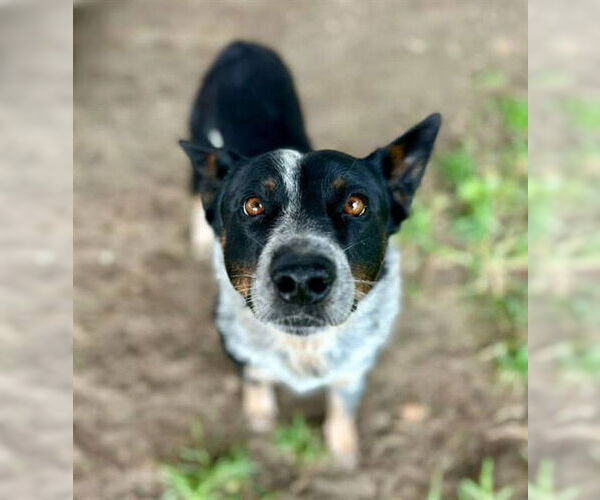 Medium Photo #1 Mutt Puppy For Sale in Riverside, CA, USA