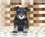 Small #2 Schnauzer (Miniature)