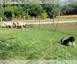 Scout - Male Border Collie Dog for Adoption - Photo #11