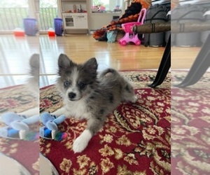 Pomeranian Puppy for sale in WATERFORD, MI, USA