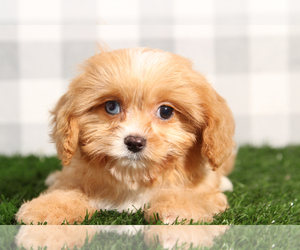 Cavapoo Puppy for sale in MARIETTA, GA, USA