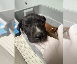 Mutt Dogs for adoption in Bakersfield, CA, USA