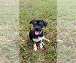 Cookie Dough - Female Chihuahua-Unknown Mix Dog for Adoption - Small photo