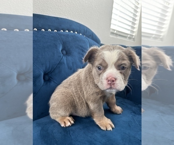 Medium Photo #15 English Bulldog Puppy For Sale in MENLO PARK, CA, USA