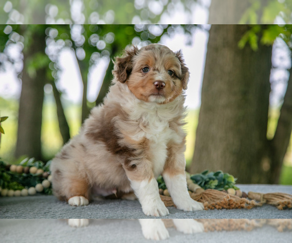 Medium Photo #3 Miniature Australian Shepherd Puppy For Sale in CHRISTIANA, PA, USA