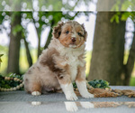 Small #2 Miniature Australian Shepherd