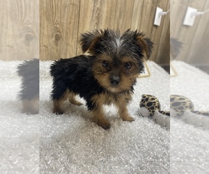 Yorkshire Terrier Puppy for Sale in MYRTLE, Missouri USA