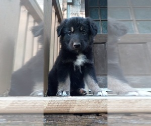 Shollie Puppy for sale in NOLENSVILLE, TN, USA