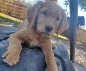 Golden Retriever Puppy for sale in JACKSONVILLE, FL, USA