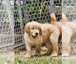 Small #3 Goldendoodle