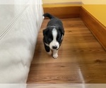 Small Photo #37 Border Collie Puppy For Sale in KANSAS CITY, MO, USA