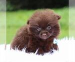Small #11 Pomeranian
