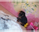 Small Photo #3 Yorkshire Terrier Puppy For Sale in HOLLYWOOD PARK, TX, USA