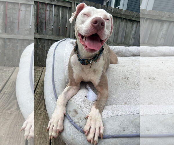 Medium Photo #39 American Pit Bull Terrier-Unknown Mix Puppy For Sale in Germantown, OH, USA