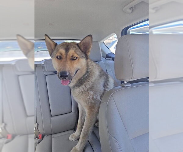 Medium Photo #1 German Shepherd Dog Puppy For Sale in Stockton, CA, USA
