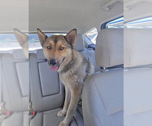 German Shepherd Dog Dogs for adoption in Stockton, CA, USA