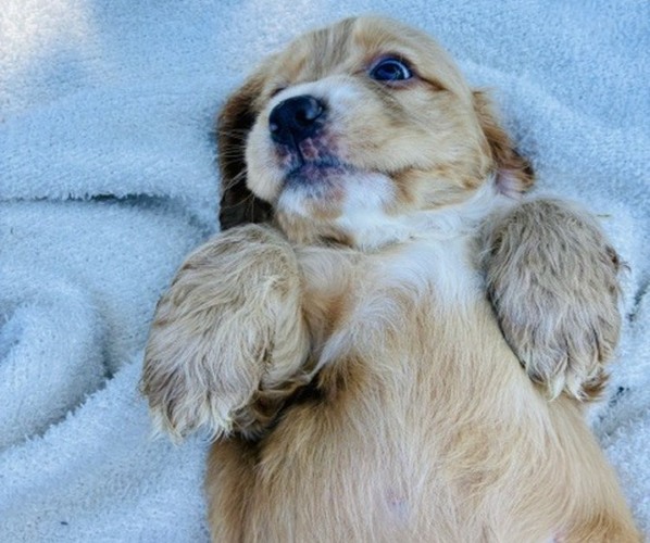 Medium Photo #2 Cocker Spaniel Puppy For Sale in IRVINE, CA, USA