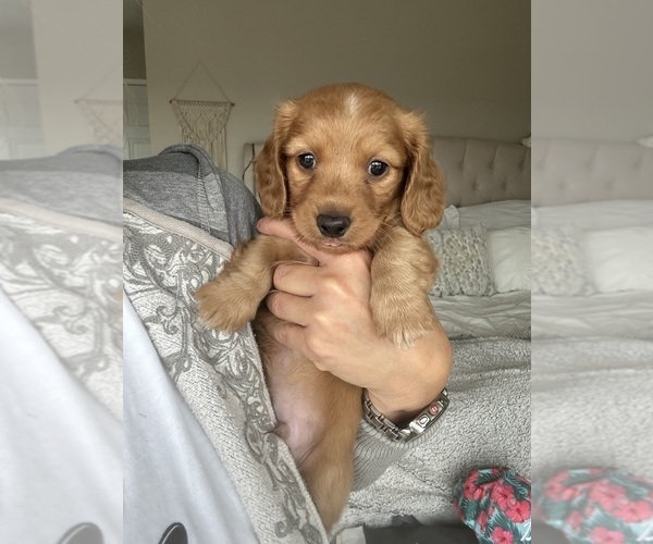 Medium Photo #9 Dachshund Puppy For Sale in SAN DIEGO, CA, USA