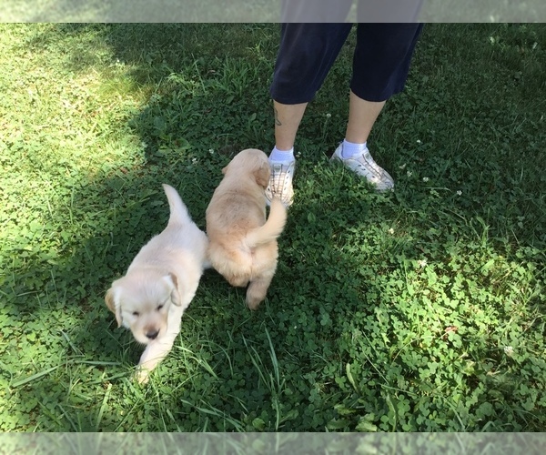 Medium Photo #5 Golden Retriever Puppy For Sale in MATTAPOISETT, MA, USA