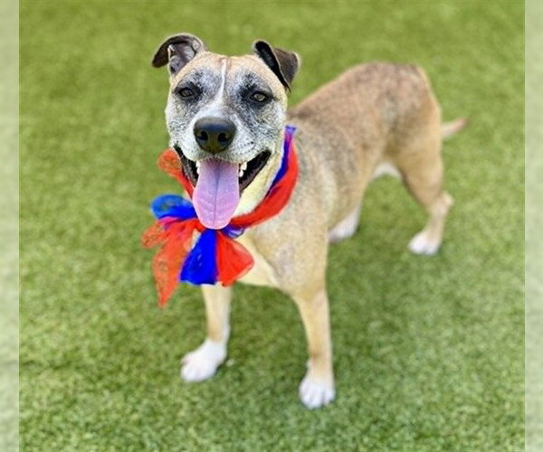 Medium Photo #1 Mutt Puppy For Sale in Stockton, CA, USA