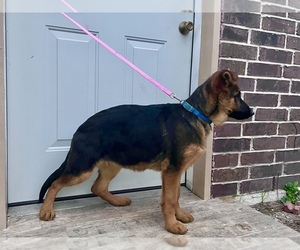 German Shepherd Dog Puppy for sale in HUMBLE, TX, USA