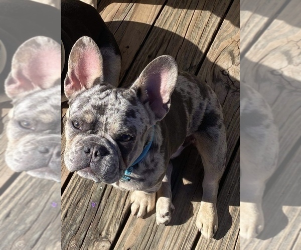 Medium Photo #1 French Bulldog Puppy For Sale in OCALA, FL, USA