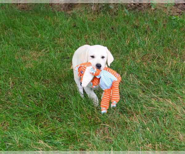 Medium Photo #4 Labrador Retriever Puppy For Sale in SYRACUSE, IN, USA