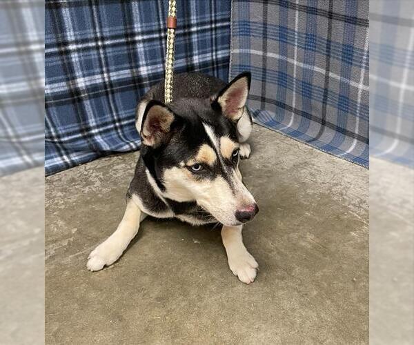 Medium Photo #1 Siberian Husky-Unknown Mix Puppy For Sale in Rosenberg, TX, USA