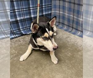 Siberian Husky-Unknown Mix Dogs for adoption in Rosenberg, TX, USA