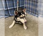 Small Siberian Husky Mix