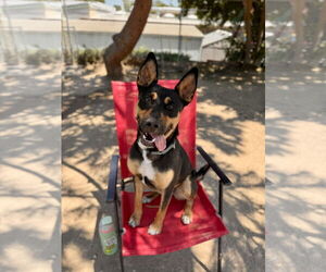 Felix - Male Mutt Dog for Adoption - Photo #5