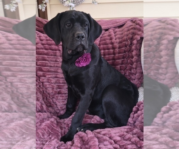 Medium Photo #9 Cane Corso Puppy For Sale in MINERAL WELLS, WV, USA
