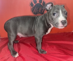 Medium American Pit Bull Terrier