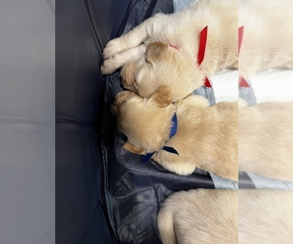 Medium Photo #30 Golden Retriever Puppy For Sale in BIG CABIN, OK, USA