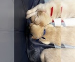 Small Photo #30 Golden Retriever Puppy For Sale in BIG CABIN, OK, USA