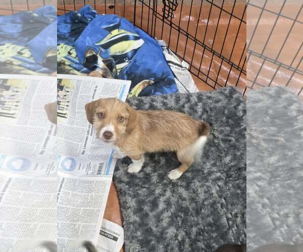 Medium Photo #2 Dachshund-Unknown Mix Puppy For Sale in SHERBURNE, NY, USA