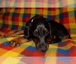 Small Photo #2 Doberman Pinscher Puppy For Sale in KELLYTON, AL, USA