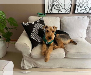 Roy - Male Airedale Terrier Dog for Adoption - Photo #5