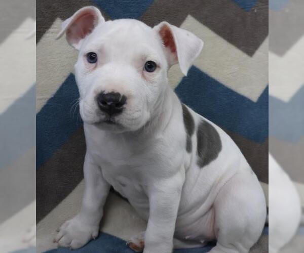 Medium Photo #1 Staffordshire Bull Terrier-Unknown Mix Puppy For Sale in Thief River Falls, MN, USA